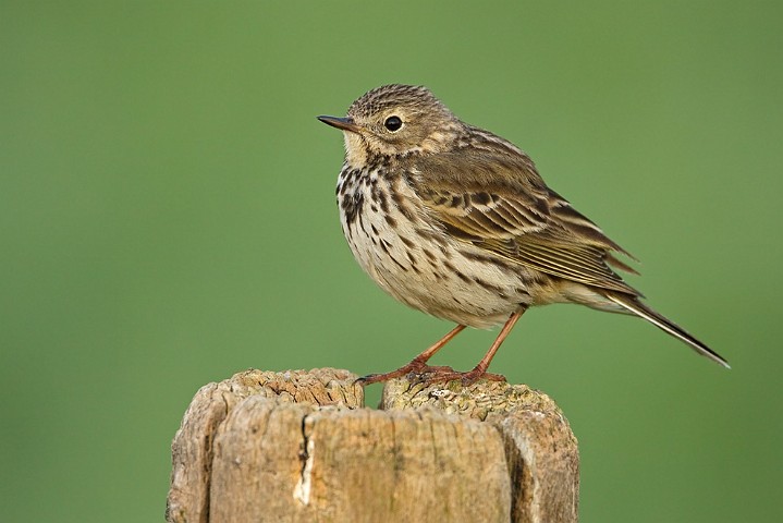 Wiesenpieper Anthus pratensis Meadow Pipit